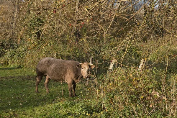 Uma Vaca Perto Árvores Olhando Para Câmera Maransart Bélgica — Fotografia de Stock