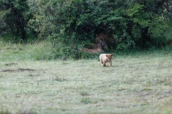 ケニアのマサイ マラの緑の茂みを歩くトピ プライドのライオンの赤ちゃんの美しいショット — ストック写真