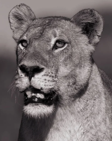 Nahaufnahme Eines Asiatischen Löwen Auf Verschwommenem Hintergrund — Stockfoto