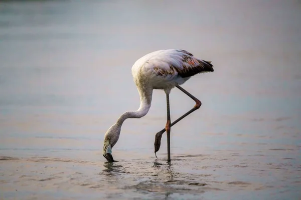 Tiro Close Uma Pesca Flamingo Branco Uma Lagoa — Fotografia de Stock