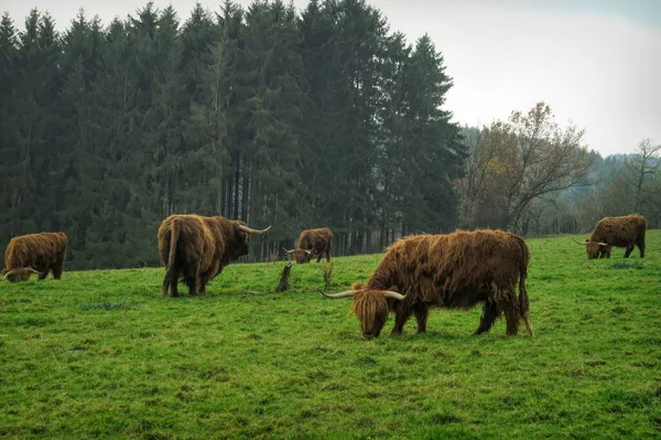 Vacas Das Terras Altas Pastando Pasto Gramado Verde — Fotografia de Stock