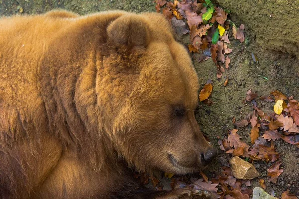 Вид Сверху Милого Медведя Гризли Спящего Земле Покрытой Яркими Осенними — стоковое фото