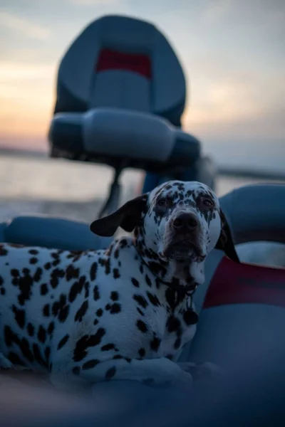 Pionowe Ujęcie Dalmatyńskiego Psa Plaży Nad Morzem Zachodzie Słońca — Zdjęcie stockowe