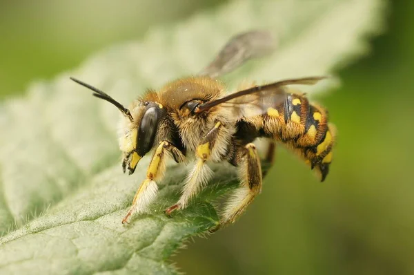 Φυσικό Κοντινό Στο Πολύχρωμο Κίτρινο Ριγέ Ευρωπαϊκή Woolcarder Μοναχική Μέλισσα — Φωτογραφία Αρχείου