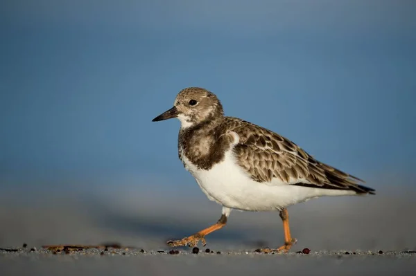 Uccello Ruddy Turnstone Cammina Una Spiaggia Sabbiosa — Foto Stock