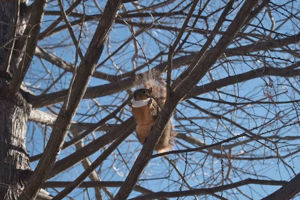 Jedząca Wiewiórka Lisa Sciurus Niger Gałęziach Drzew — Zdjęcie stockowe