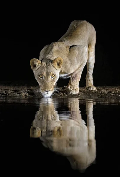 Ένα Θηλυκό Λιοντάρι Πίνει Νερό — Φωτογραφία Αρχείου