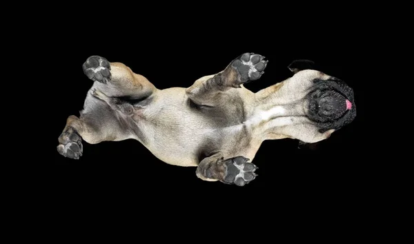 Снимок Милой Пушистой Собаки Лапами Стоящей Прозрачной Поверхности Черном Фоне — стоковое фото