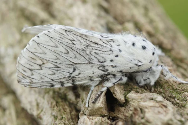 以下の混乱蛾のマクロショット Cerura Erminea — ストック写真