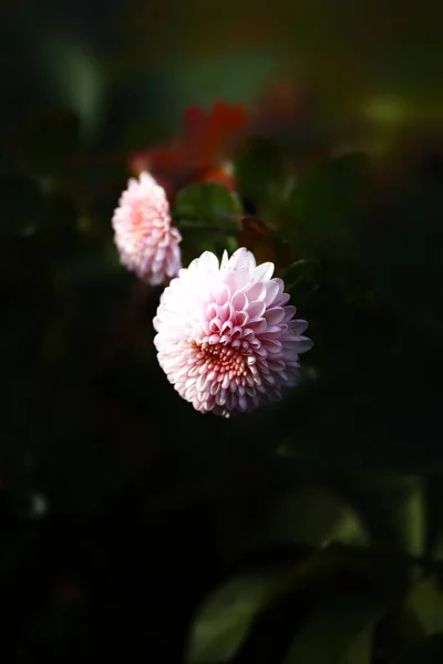 Closeup Blooming Pink Chrysanthemum Isolated Blurred Background — Stock Photo, Image