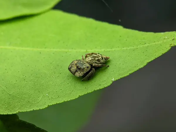 Μια Μακρο Φωτογραφία Μιας Μικρής Παράξενης Αράχνης Bianor Μια Πράσινη — Φωτογραφία Αρχείου