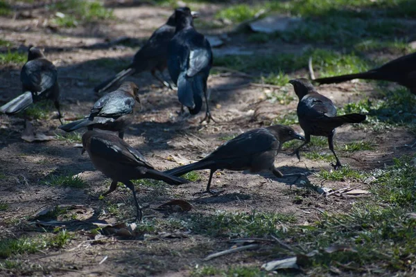 Una Vista Del Rebaño Aves Negras Los Pastizales — Foto de Stock