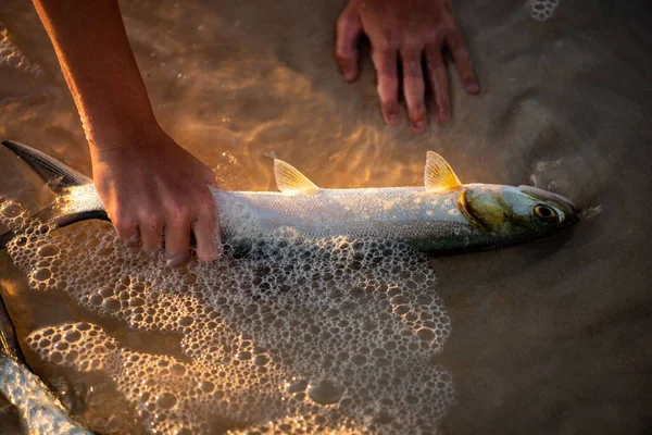해변으로 밀려온 물고기를 손으로 — 스톡 사진