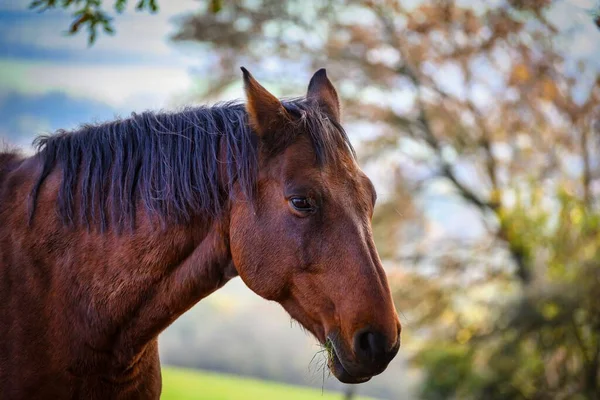 Pohled Krásného Koně Přírodě Pozadí Pastviny — Stock fotografie