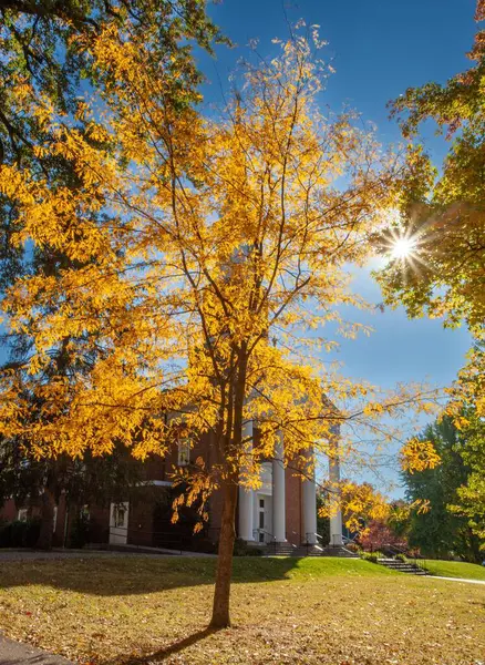 Eine Vertikale Aufnahme Eines Bunten Herbstbaums Einem Sonnigen Tag Einem — Stockfoto