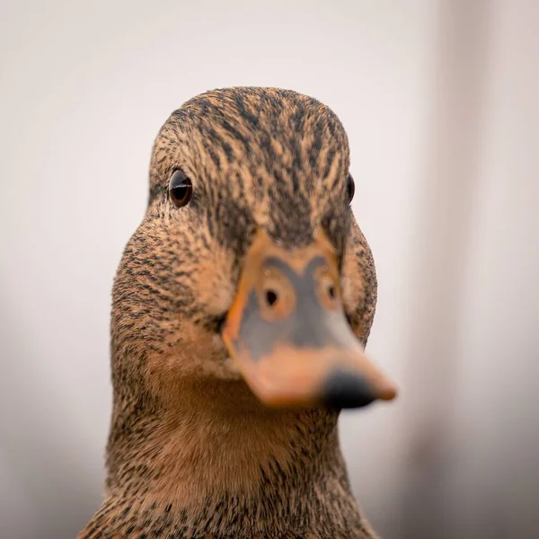 Bulanık Arka Planda Dişi Yaban Ördeği Kafasının Yakın Plan Portresi — Stok fotoğraf