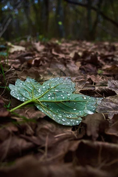 Płytkie Skupienie Zielonego Liścia Kropki Suchych Liściach Ziemi Lesie — Zdjęcie stockowe