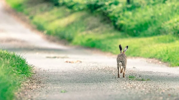 Симпатичный Заяц Бежит Сельской Тропинке Проходящей Через Зеленую Природу Нормандском — стоковое фото
