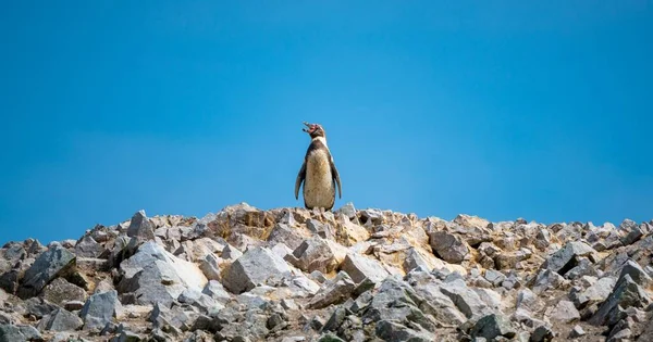 Closeup Shot Humboldt Penguin Spheniscus Humboldti Ballestas Islands Peru — Stock Photo, Image