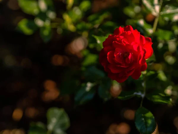 Zbliżenie Ujęcia Czerwonej Róży Ogrodzie — Zdjęcie stockowe
