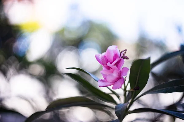 Primer Plano Una Magnolia Mulan Floreciendo Jardín — Foto de Stock