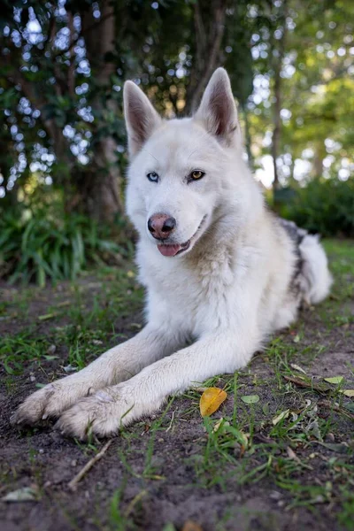 Egy Fehér Szibériai Husky Függőleges Közelsége Erdőben — Stock Fotó