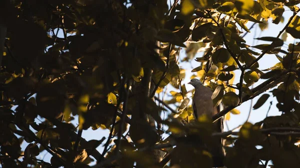 Běžný Holub Sedící Větvi Stromu Mezi Zelenými Listy Slunečného Dne — Stock fotografie