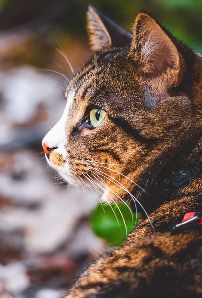 Eine Vertikale Nahaufnahme Einer Schönen Braunen Gestromten Katze Mit Grünen — Stockfoto