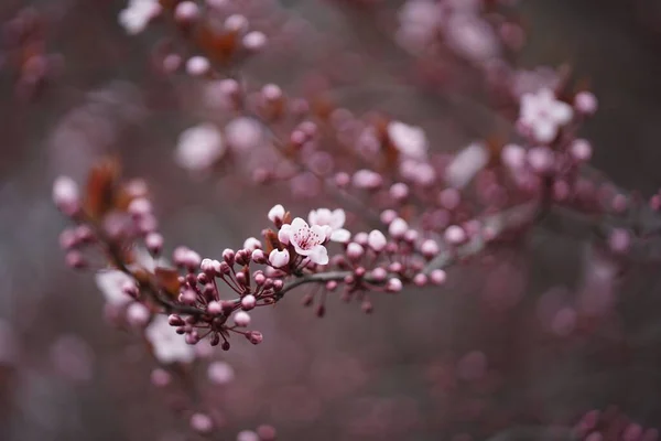 Крупный План Розовых Цветущих Цветов Сакуры Изолированном Фоне — стоковое фото