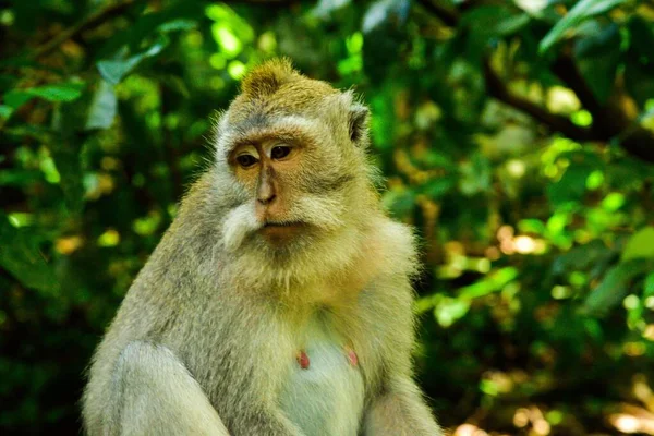 Ένα Πορτραίτο Μιας Μαϊμούς Στο Τροπικό Δάσος Που Ψάχνει Για — Φωτογραφία Αρχείου