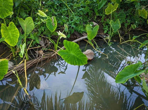 风向瓦胡岛焦油田上一个小池塘的特写镜头 — 图库照片