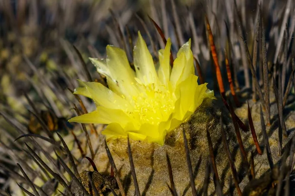 Close Uma Flor Amarela Cacto Deserto Atacama Chile — Fotografia de Stock