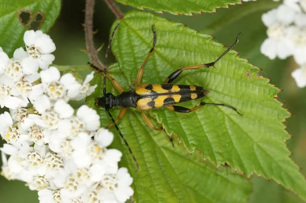 斑点长角甲虫 Leptura Maculata 的宏观照片 — 图库照片