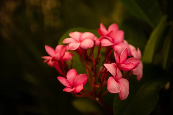Ein Strauß Rosa Pflaumenblüten Blüht Garten — Stockfoto