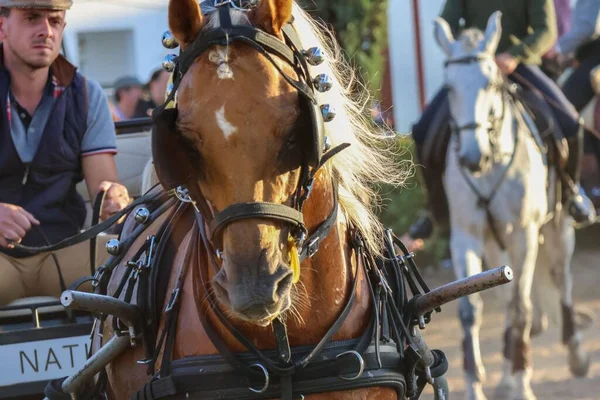 国家馬展中の馬のフロントクローズアップ 馬や人々の背景がぼやけている — ストック写真