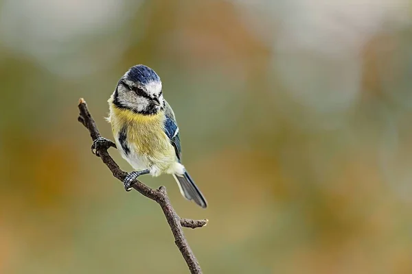 Selective Focus Shot Eurasian Blue Tit Bird Perched Branch — Photo
