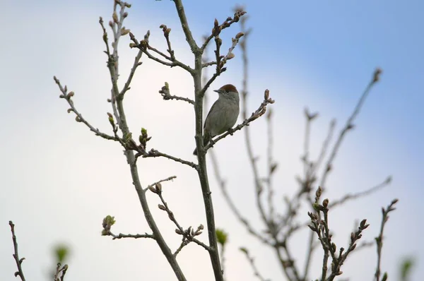 Słodki Mały Eurazjatycki Czarnoskóry Ptak Stojący Cienkiej Gałęzi Młodym Drzewie — Zdjęcie stockowe