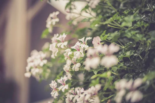 Selektivní Zaostření Záběr Květin Ivy Geranium — Stock fotografie