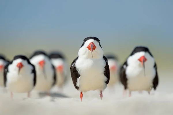 Pássaros Skimmer Pretos Empoleirados Uma Praia Arenosa Fundo Embaçado Céu — Fotografia de Stock