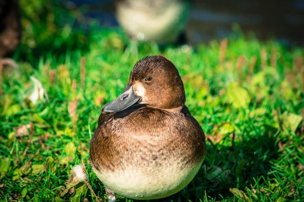 Yeşil Çimlerin Üzerinde Dinlenen Bir Ördeğin Yakın Plan Çekimi — Stok fotoğraf