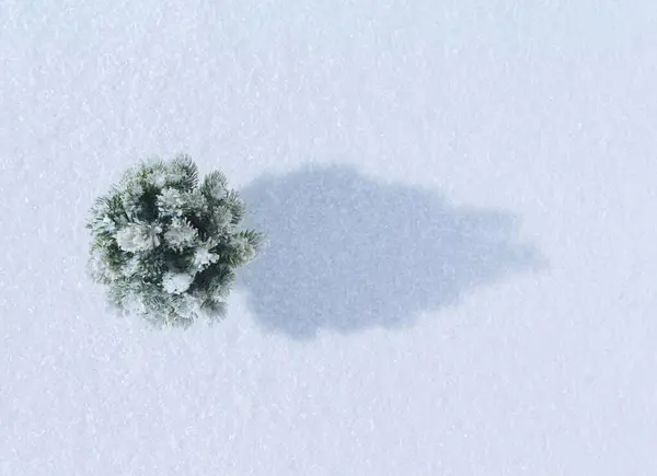 Uma Árvore Natal Com Sombra Num Fundo Branco Como Neve — Fotografia de Stock