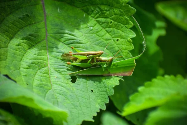 绿色蚱蜢在绿叶上繁殖后代的宏观画面 — 图库照片