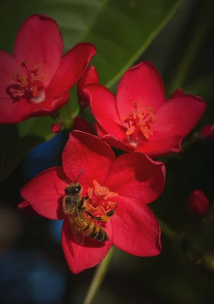 Вертикальна Крупним Планом Бджола Червоній Квітці — стокове фото