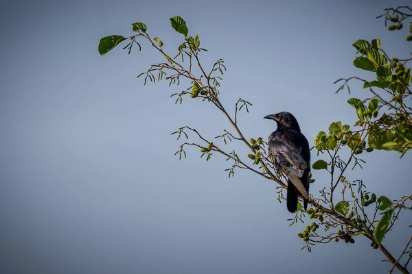 Низький Кут Пострілу Птаха Чорної Ворони Гілці Дерева Блакитному Небі — стокове фото