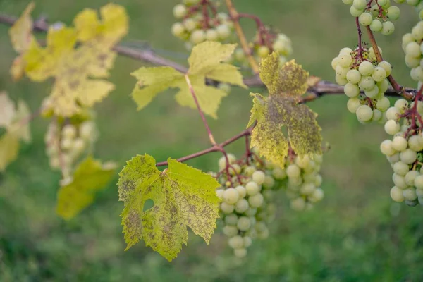 Een Selectieve Focus Van Verse Biologische Druiven Wijnranken Met Gele — Stockfoto