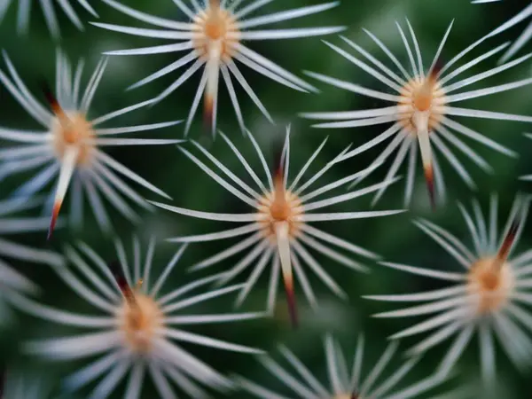 Eine Makroaufnahme Von Mammillaria Mathildae — Stockfoto