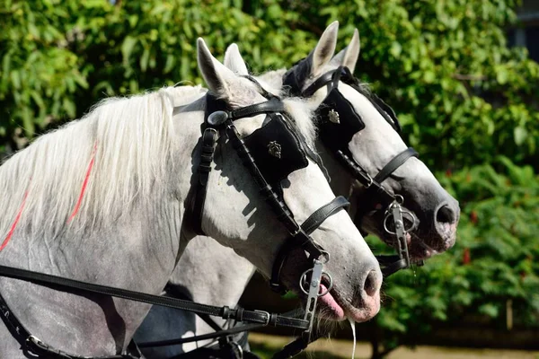 Parkta Gözlüğü Dizginlerle Dizginlenmiş Beyaz Atların Seçici Yakın Çekim Odağı — Stok fotoğraf