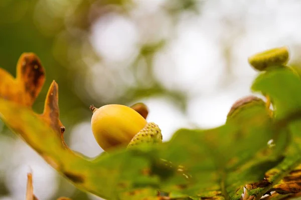 Крупним Планом Знімок Жолудів Листя Гілках Дерев — стокове фото