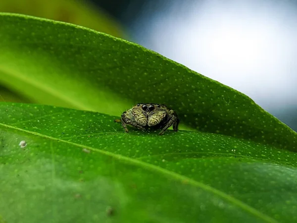 Μια Μακρο Φωτογραφία Μιας Μικρής Παράξενης Αράχνης Bianor Μια Πράσινη — Φωτογραφία Αρχείου