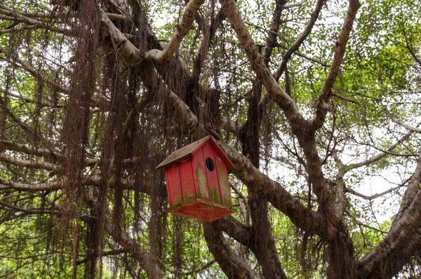 晴れた日に庭の裸の木の枝にぶら下がっている古い赤い木製の鳥の家 — ストック写真